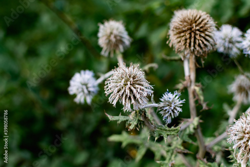 A variety of field plants and flowers in close-up. On stems and twigs with green leaves at different times of the year. Natural bouquets and useful herbs for folk medicine