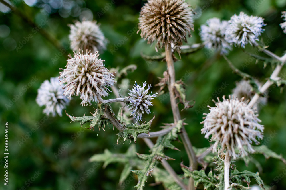 A variety of field plants and flowers in close-up. On stems and twigs with green leaves at different times of the year. Natural bouquets and useful herbs for folk medicine A variety of field plants and flowers in close-up. On stems and twigs with green leaves at different times of the year. Natural bouquets and useful herbs for folk medicine