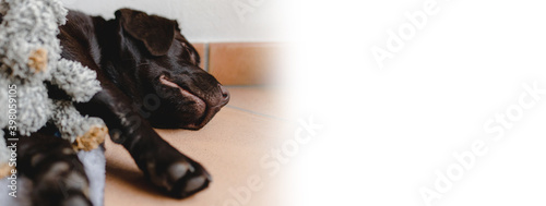 Copy space with chocolate Labrador puppy sleeping on the ground next to his toy. Close-up to head, muzzle and paws dog.