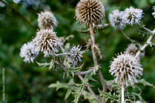 A variety of field plants and flowers in close-up. On stems and twigs with green leaves at different times of the year. Natural bouquets and useful herbs for folk medicine