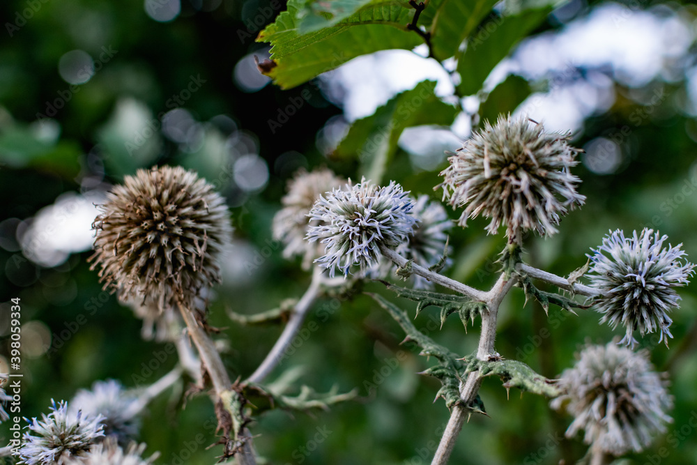 A variety of field plants and flowers in close-up. On stems and twigs with green leaves at different times of the year. Natural bouquets and useful herbs for folk medicine