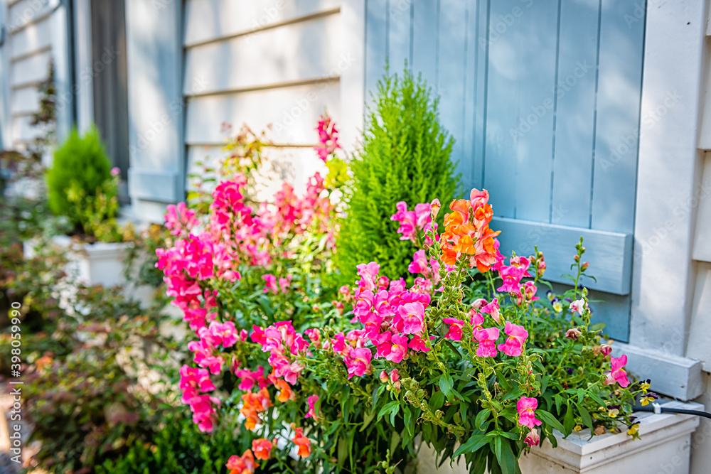 Fototapeta premium Pastel blue color window and pink orange flowers in planter as decorations on sunny summer day architecture in Charleston, South Carolina