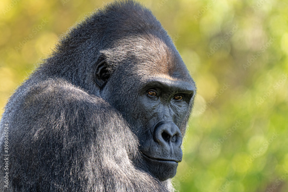 Obraz premium adult silver back gorilla gets a close up on a sunny day