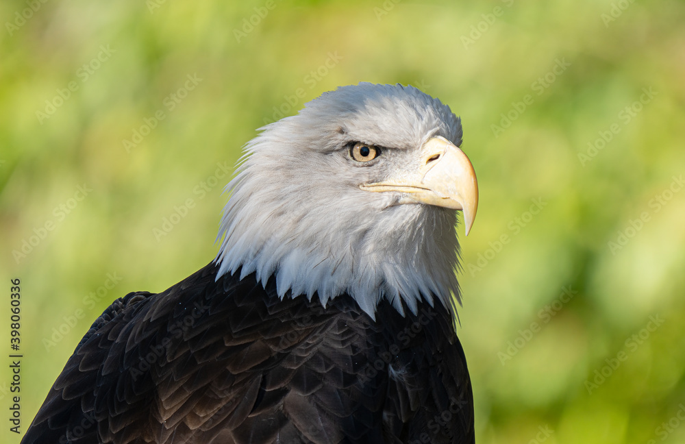 american bald eagle gets a close up head shot american bald eagle gets a close up head shot