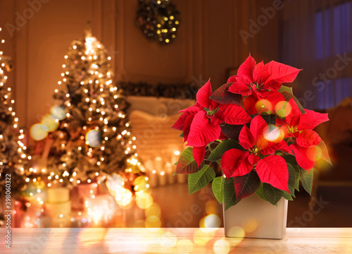 Christmas traditional poinsettia flower on table in decorated room, space for text photo