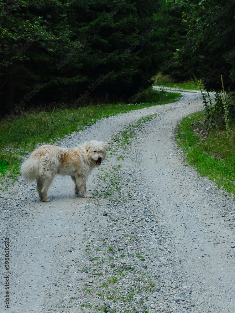 Sheepdog waiting for its owner in a walk through the forest, along a gravel road. Carpathia, Romania.