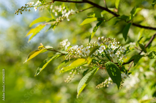 Spring blossom background. Beautiful nature scene with blooming tree and sun flare. Sunny day. Spring flowers. Abstract blurred background. Springtime, copy space