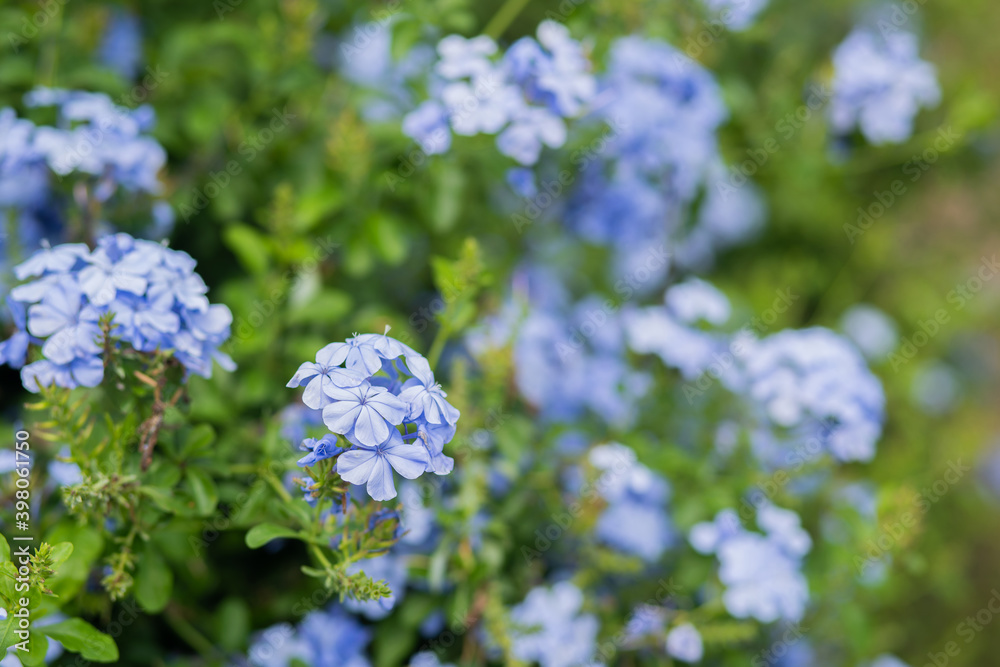 Close-up cape leadwort (Plumbago auriculata) flower in the Close-up cape leadwort (Plumbago auriculata) flower in the