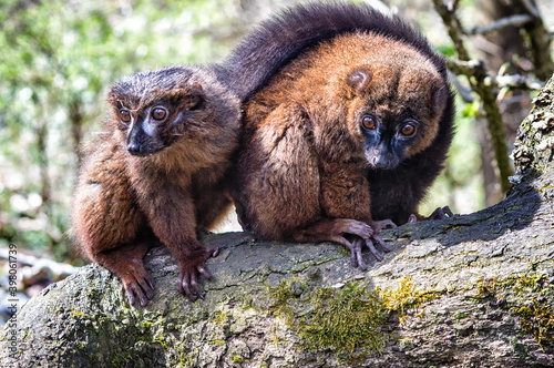 Red bellied lemur photo