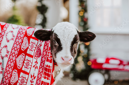 Bull in winter rug stands near a white fence against Christmas background.