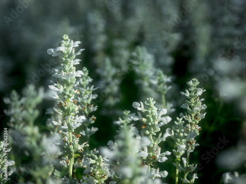 White flowers blossoming in field