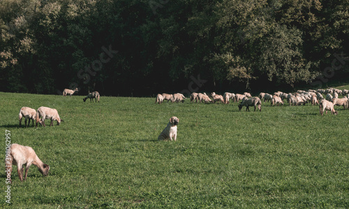 Perro pastoreando el ganado 