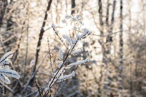 Shrubs in winter on the background of snow © fizke7