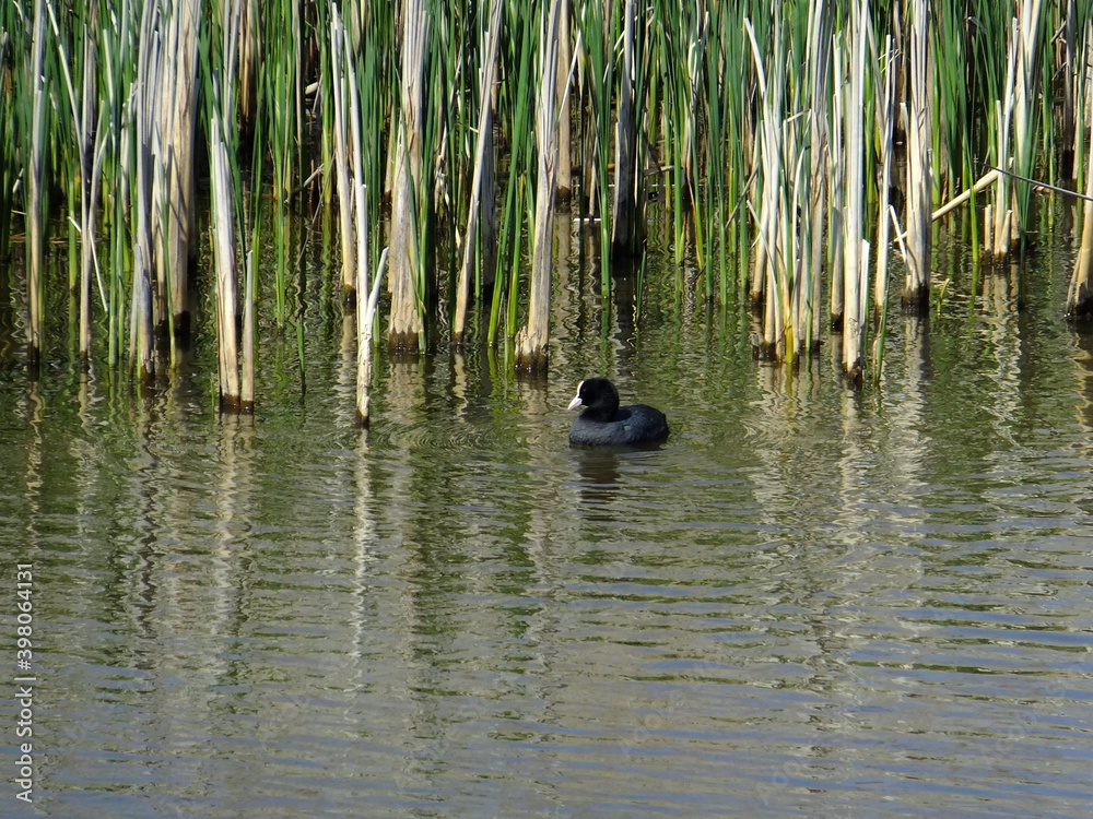 Fototapeta premium Tudor Schleurholts eend