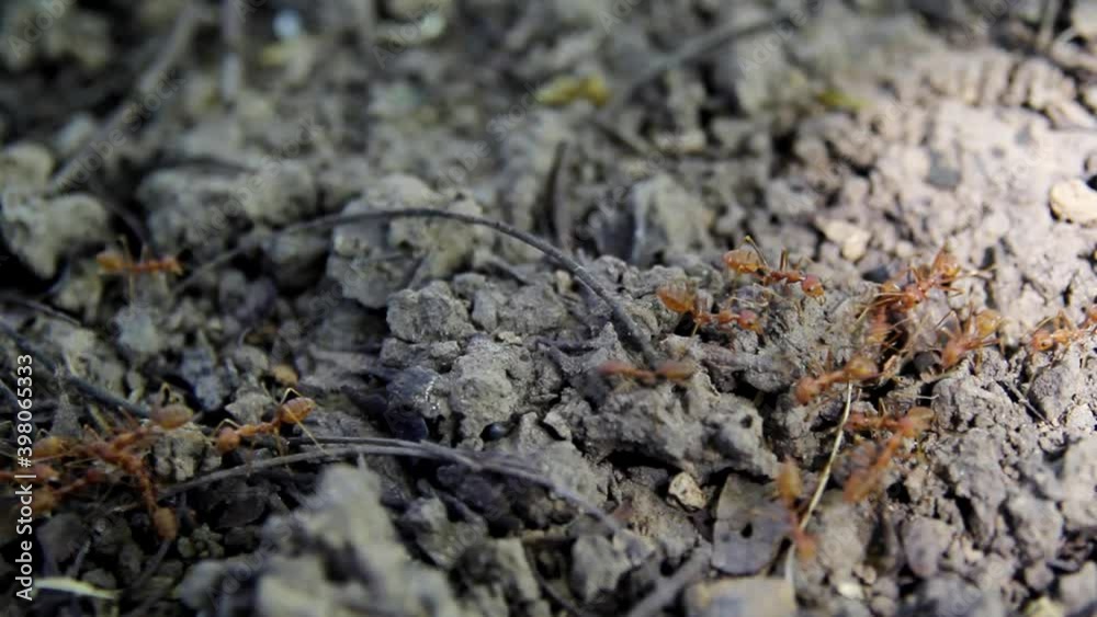 Red ants line the ground and dry leaves, dry twigs., and ants are looking for food to bring back to the nest. Red ants line the ground and dry leaves, dry twigs., and ants are looking for food to bring back to the nest.