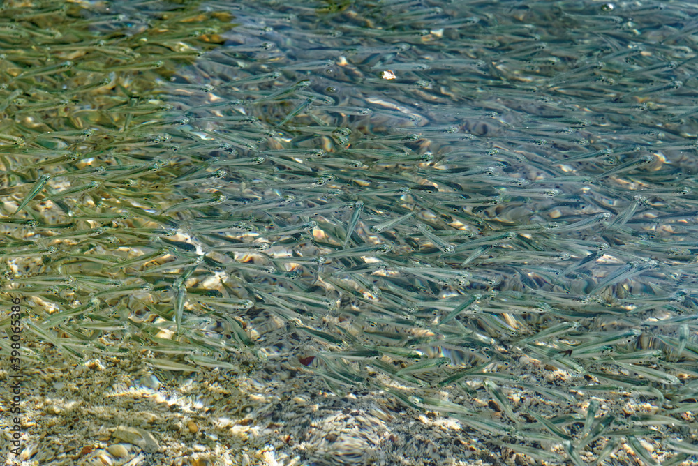Huge school of anchovies swimming
