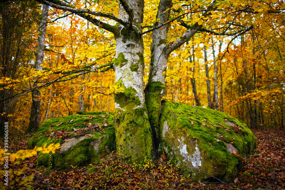 Fototapeta premium tree between the rocks