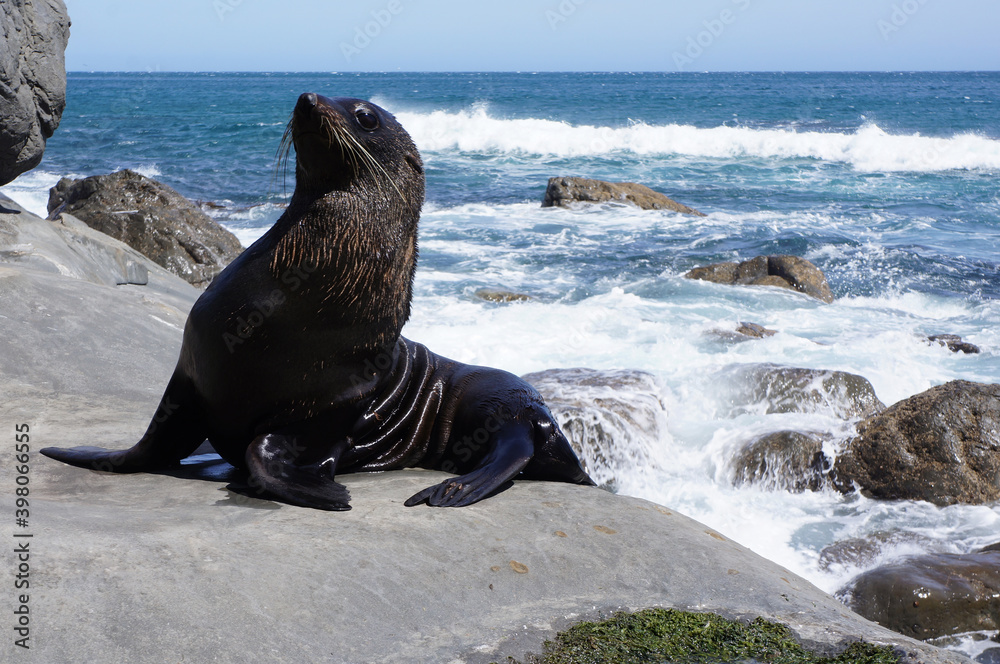 Fototapeta premium Beautiful sea lion poses on the shore
