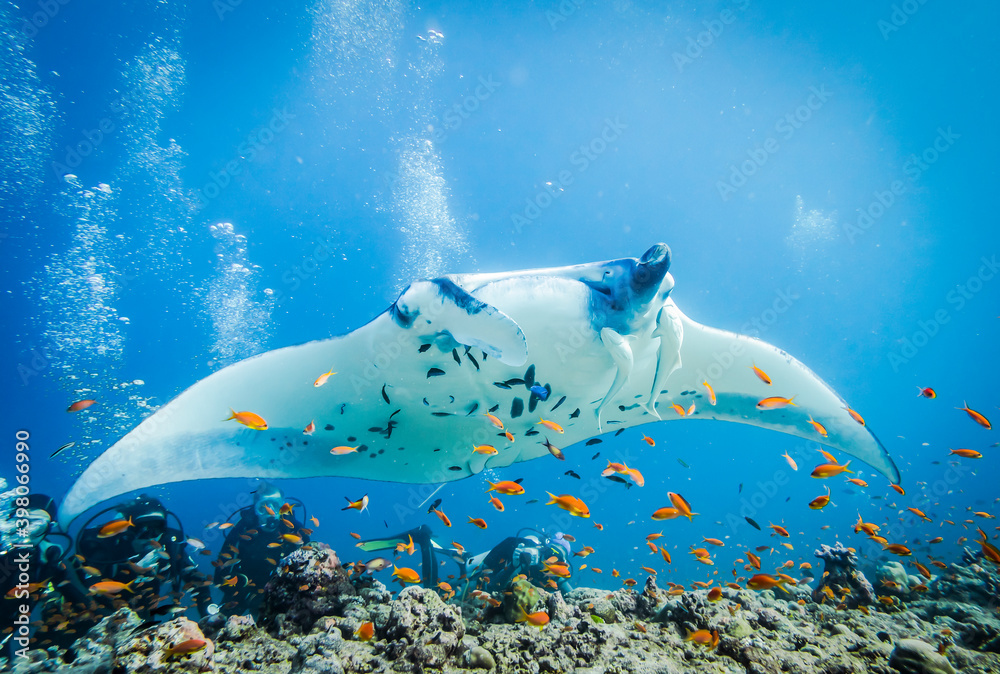 Huge Manta Ray with Clingfish over the bottom of the Indian ocean - obrazy, fototapety, plakaty 