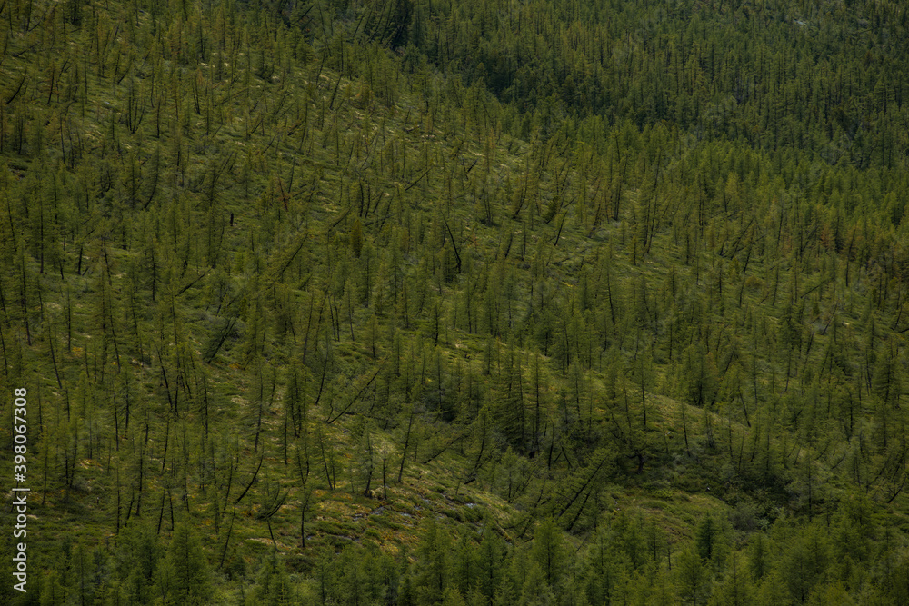 green slopes of the Altai mountains with sparsely growing forest green slopes of the Altai mountains with sparsely growing forest
