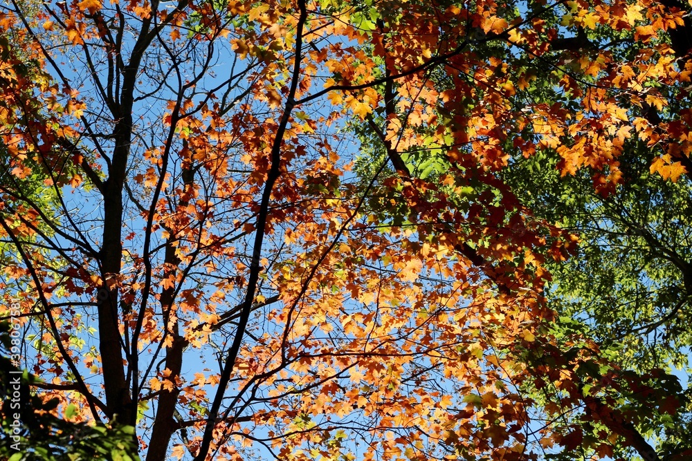 The colorful autumn leaves on the tall trees.