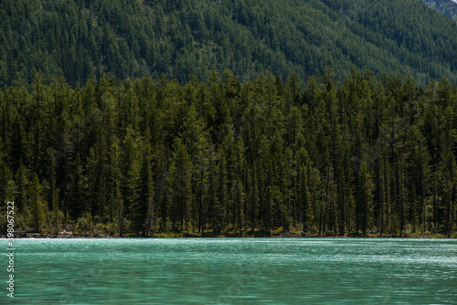 green slopes of the Altai mountains with sparsely growing forest