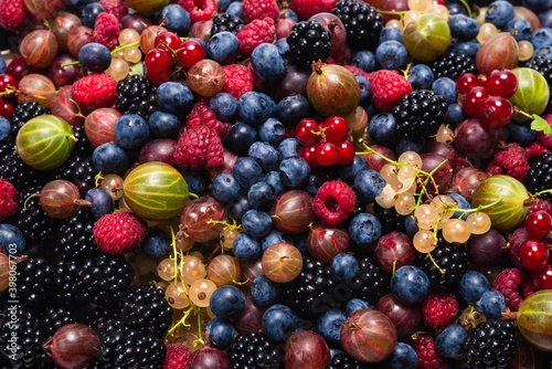 Gooseberries  blueberries  mulberry  raspberries  white and red currants.