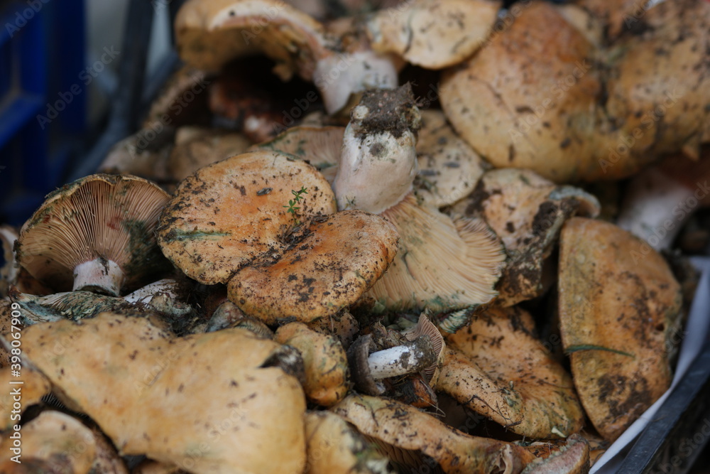 Fresh mushrooms in basket at farmers market. Organic food concept. Fresh mushrooms in basket at farmers market. Organic food concept.