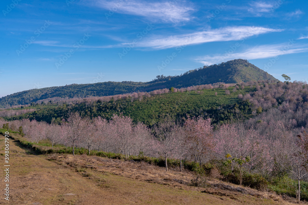 scenery of pink wild himalayan cherry blossom tree forest park on hill in autumn at Phu Lom Lo, Thailand
