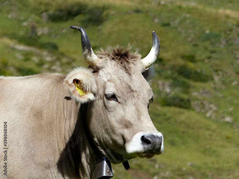 Bull with horns in the Bavarian mountains, Germany Bull with horns in the Bavarian mountains, Germany