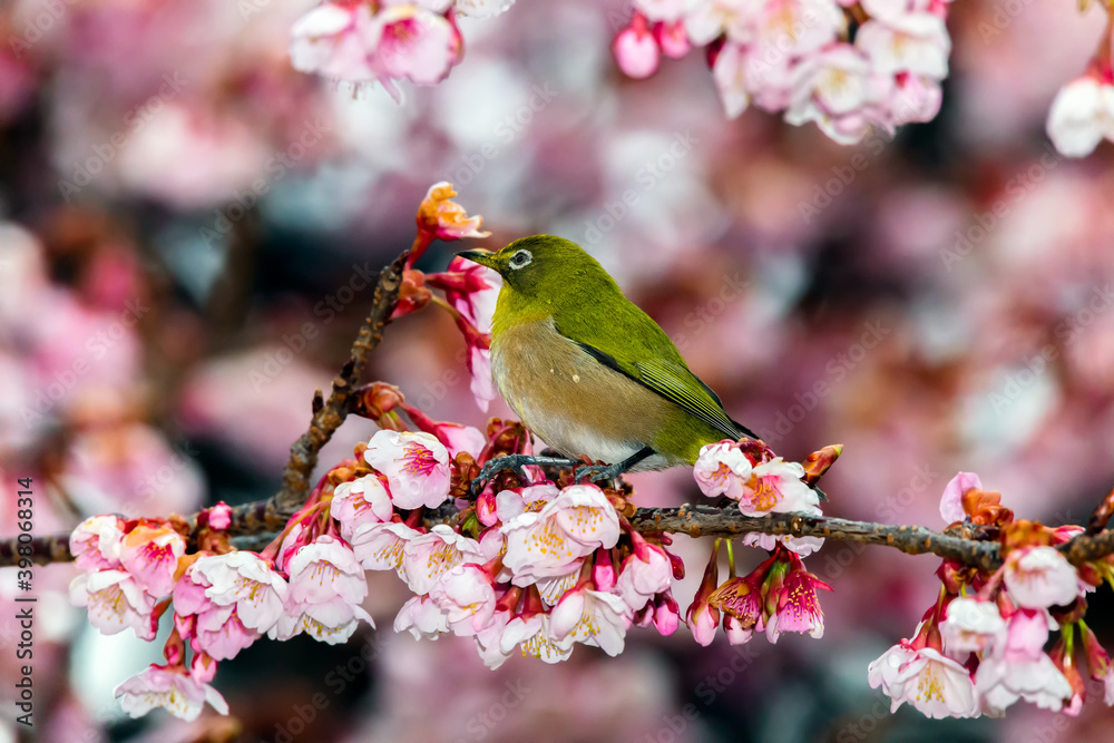 Japanese White-eye With Cherry Blossom At Tokyo, Japan. Japanese White-eye With Cherry Blossom At Tokyo, Japan.