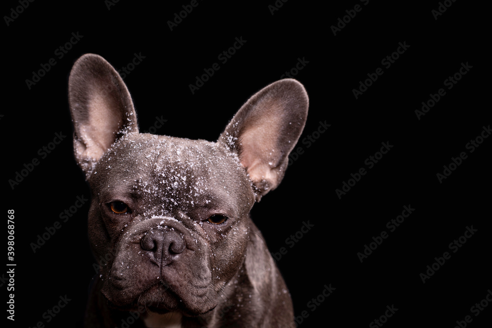 Gray french bulldog with snow on his head with black background