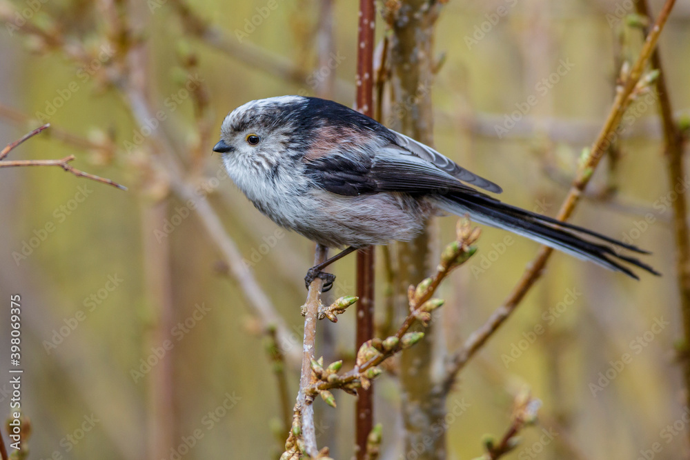 Naklejka premium Schwanzmeise (Aegithalos caudatus)