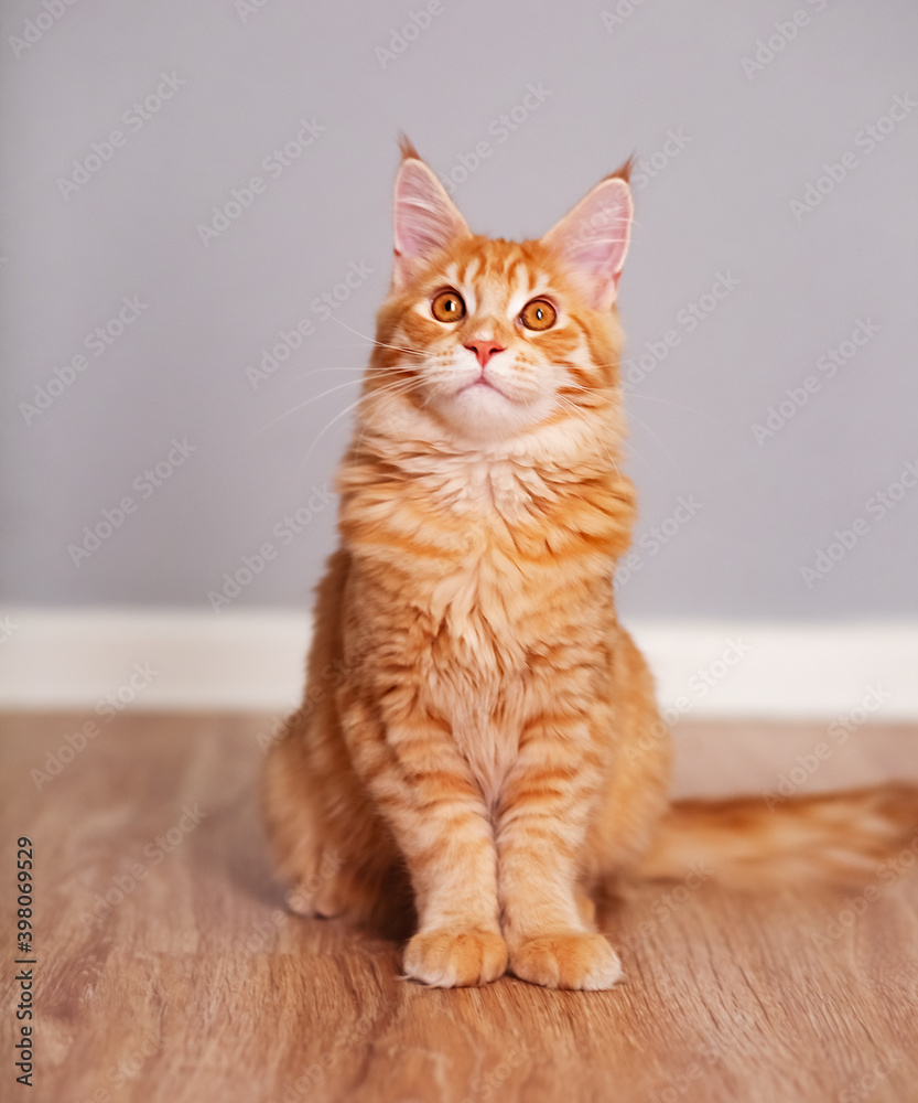 Fototapeta premium Beautiful red solid maine coon serious kitten sitting and dreaming with thinking eyes and looking up. Closeup