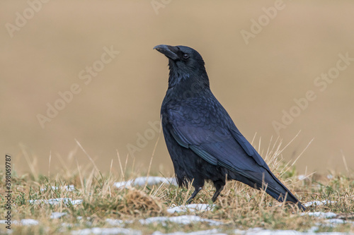 Rabenkrähe (Corvus corone)