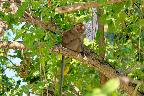 The macaques in the tree - Koh Aleil Island - Thailand