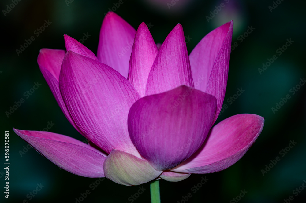 Lotus flowers blooming naturally showing off its colours and beauty Lotus flowers blooming naturally showing off its colours and beauty