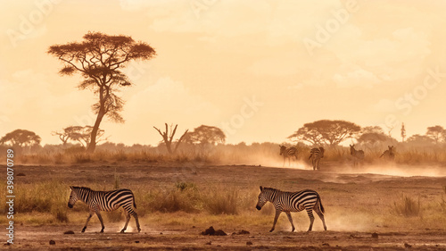 Fototapeta Naklejka Na Ścianę i Meble -  Zebras walking in the dust of Amboseli, Kenya