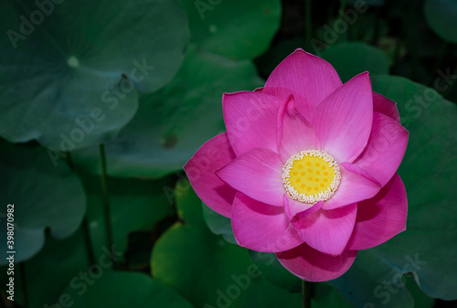 Lotus flowers blooming naturally showing off its colours and beauty