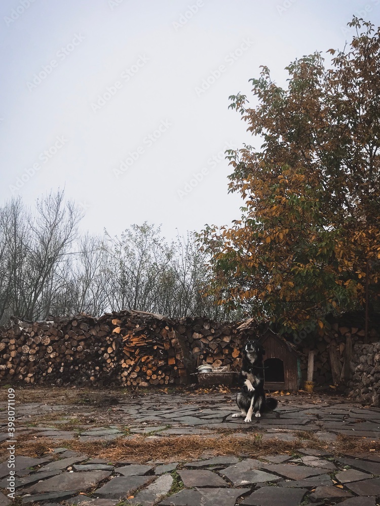 Trip to Romania   Autumn Dog 