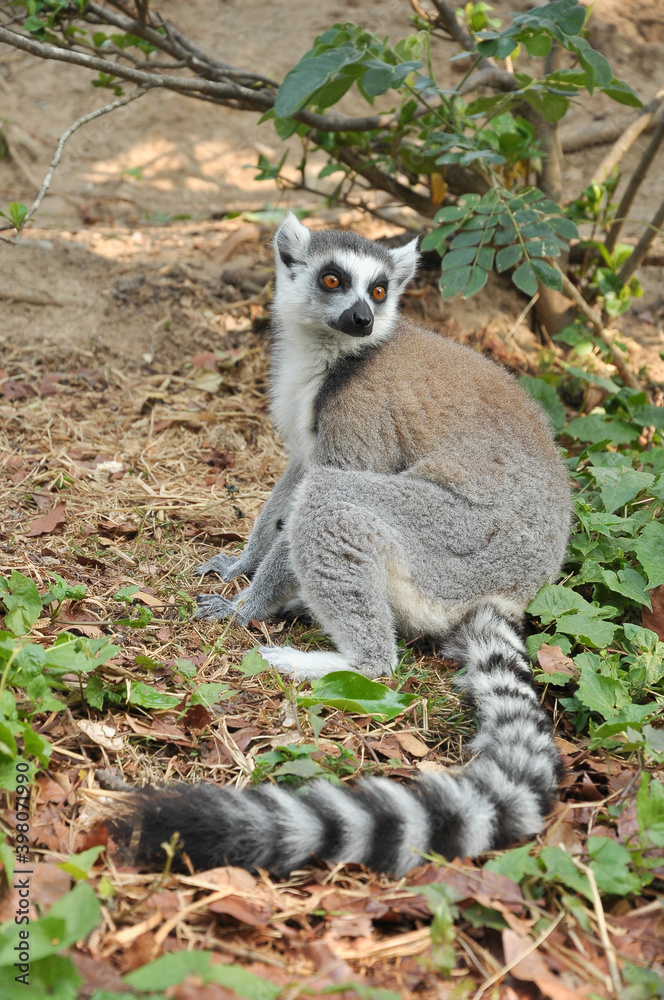 Obraz premium Ring-tailed lemur