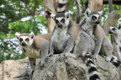 Ring-tailed lemur