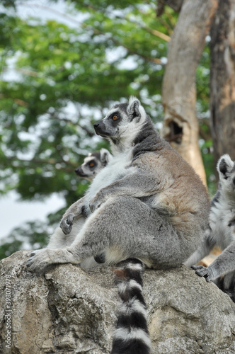 Ring-tailed lemur