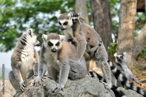 Ring-tailed lemur