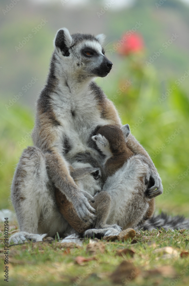 Obraz premium Ring-tailed lemur