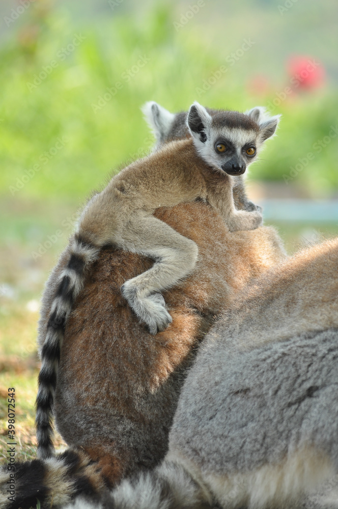 Fototapeta premium Ring-tailed lemur