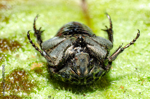 Macro photography, details of a small beetle wet with dew on green leaves, shallow depth of field, selective photo. photo