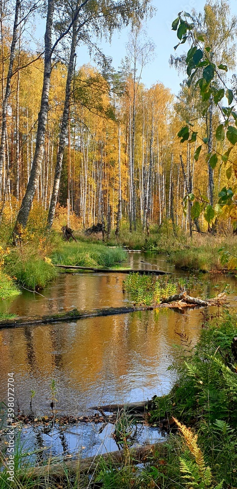 The river flows through the autumn forest. The beautiful nature of Russia.