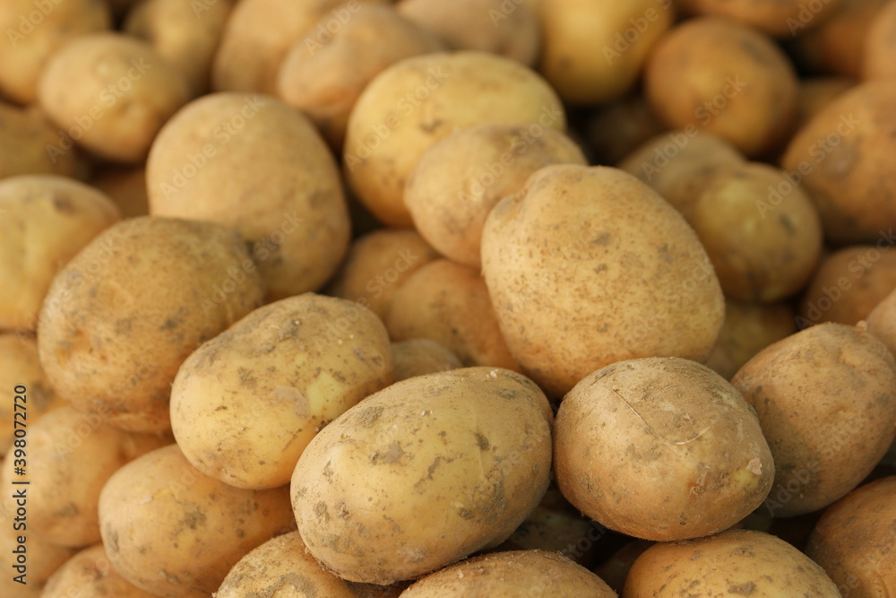 Pile of raw potatoes harvest close up. Detailed view of heap of farm vegetables. Organic farming concept. Pile of raw potatoes harvest close up. Detailed view of heap of farm vegetables. Organic farming concept.