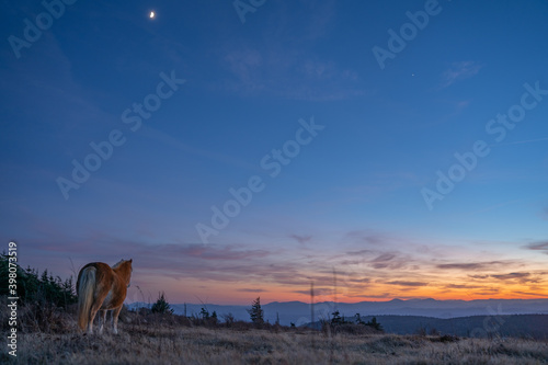 Horse Looking At Mountains Sunset 